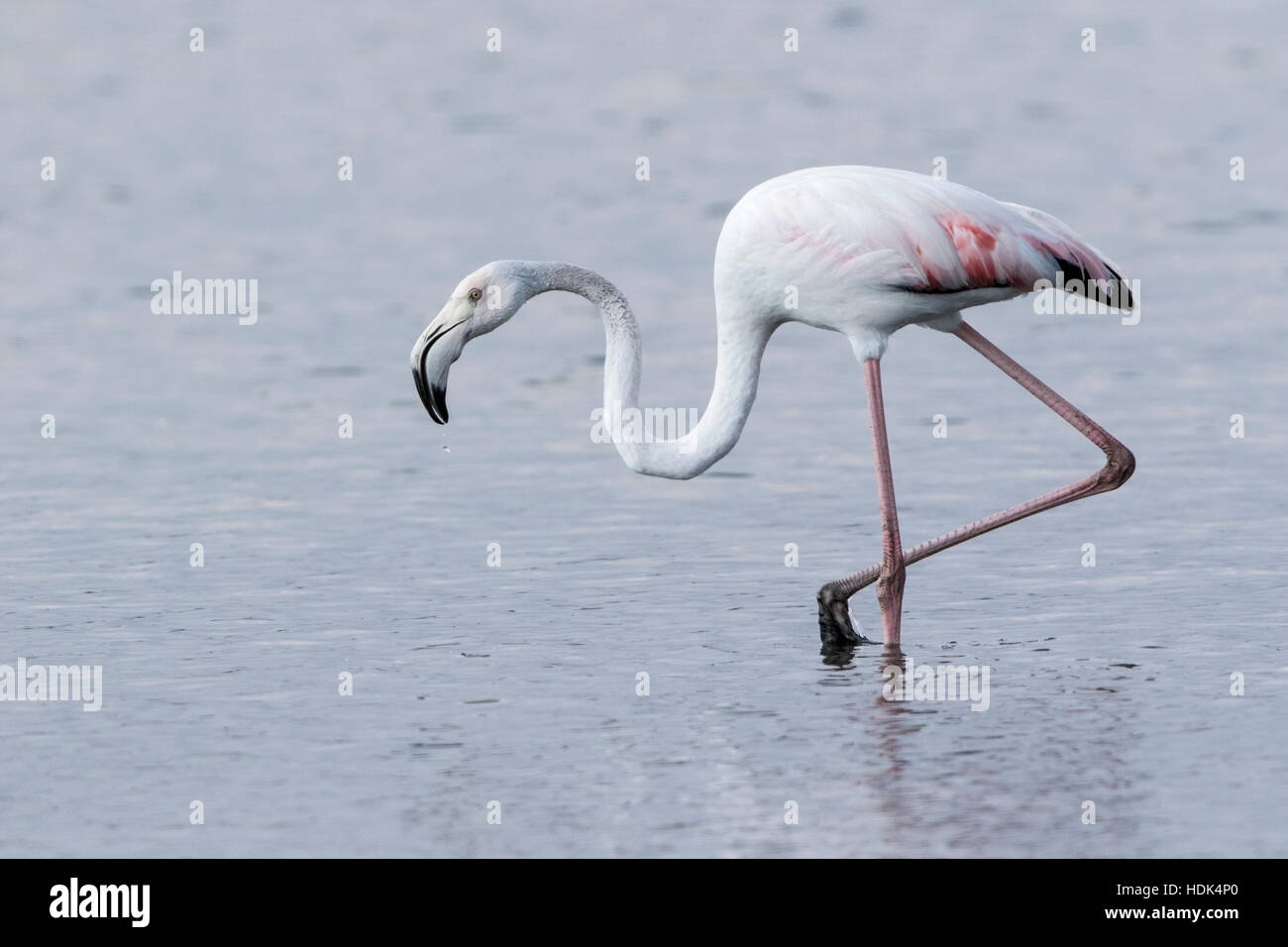 größere Flamingo (Phoenicopterus Kautschuk) Erwachsenen stehen im flachen Wasser, Mallorca, Balearen, Spanien Stockfoto