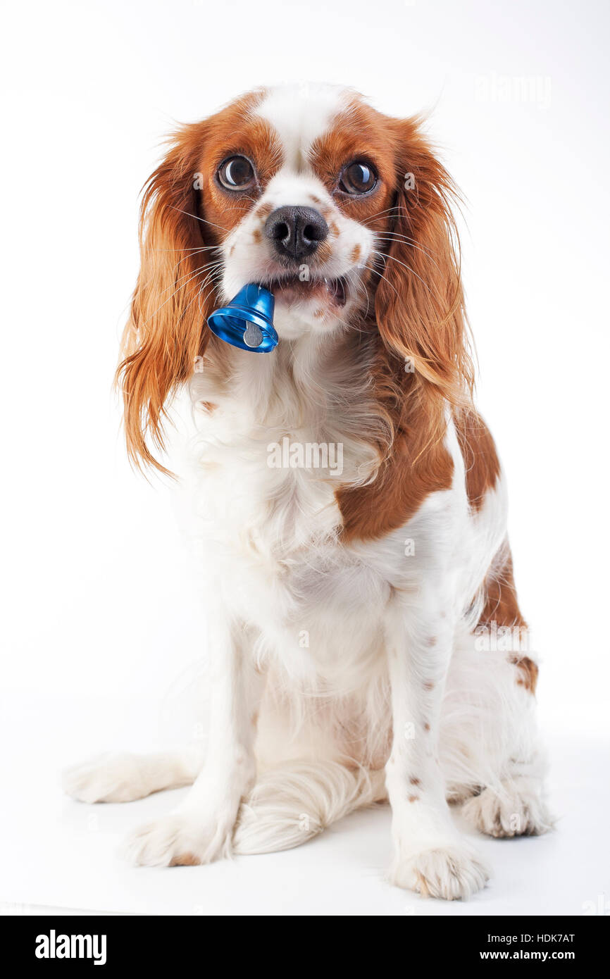 Weihnachten Hund mit Glocke. Hund im Studio. Cavalier King Charles Spaniel in Studio und blau Weihnachten Glocke. Winter Saison Stockfoto