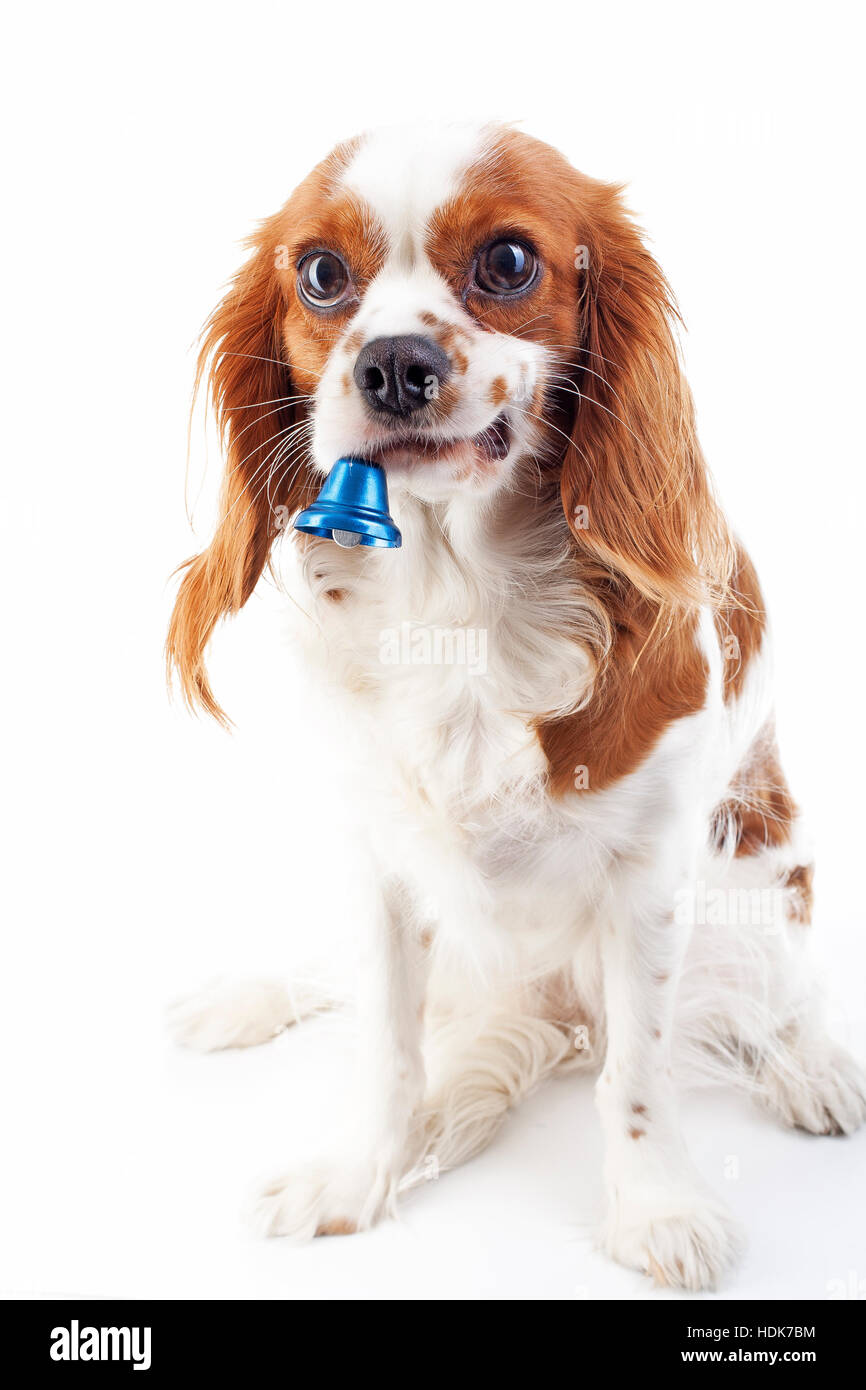 Hund mit glocke -Fotos und -Bildmaterial in hoher Auflösung – Alamy