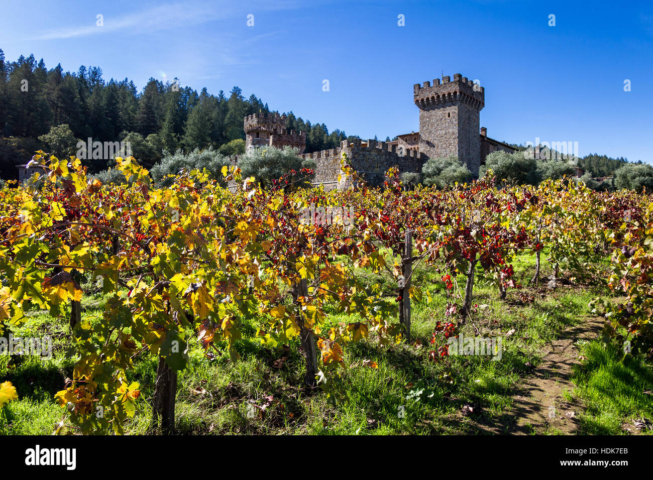 Napa Valley, Kalifornien - 08. November: Touristische Attraktion, das Castello di Amorosa, einem schönen Weinberg und Weinkeller im Herbst. 8. November 2016, Napa Stockfoto