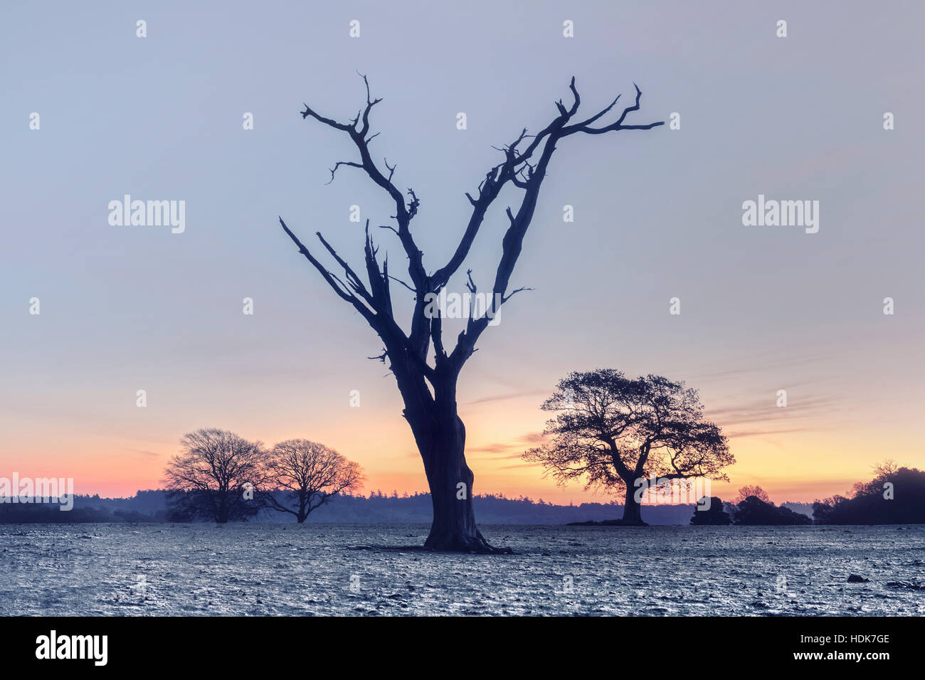 ein toter Baum im New Forest auf eine Winter Morgen, Hampshire, England, UK Stockfoto