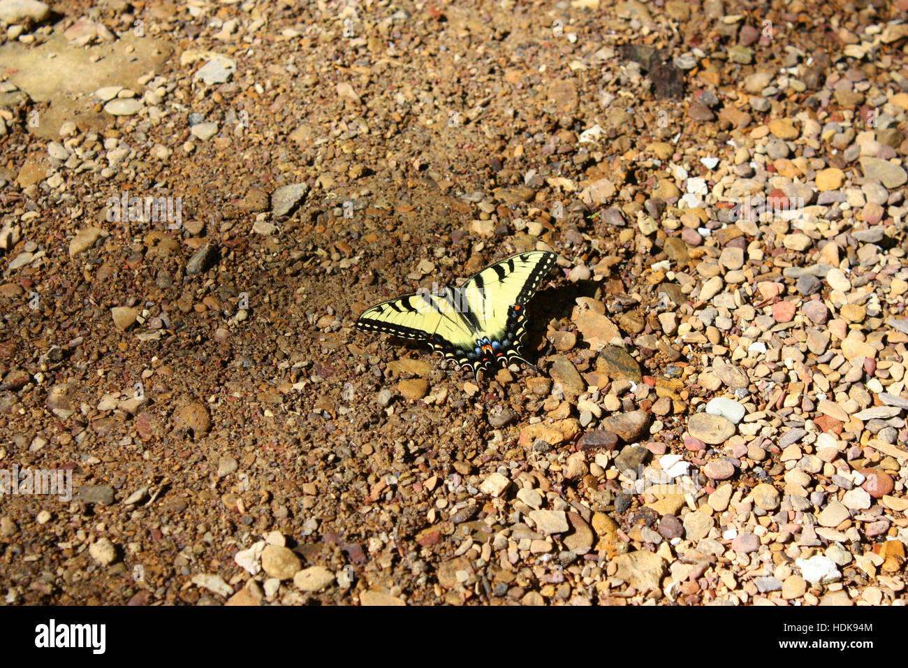 Nahaufnahme von einem Tiger Schwalbenschwanz Schmetterling Papilio Glaucus, ruht auf einem trockenen Bachbett in Carter Höhlen Staatspark, Carter County, Kentucky, USA Stockfoto