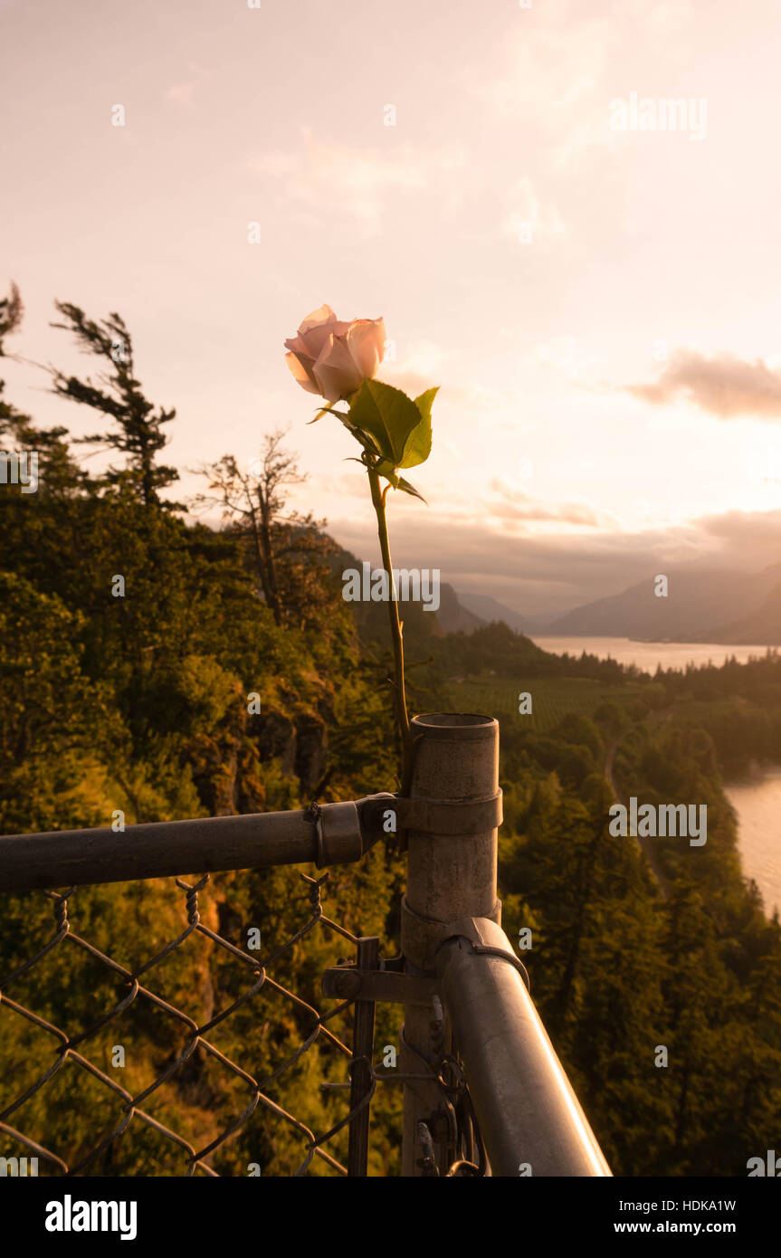 Rose im Zaun Stockfoto