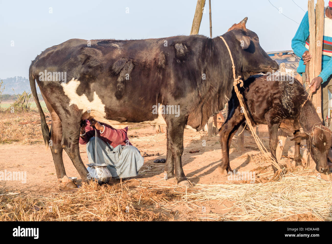 Eine indische ländliche Frau nimmt, Milch von ihrer inländischen Kuh. Stockfoto