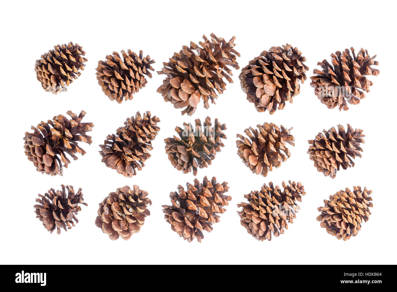 Auswahl von fünfzehn verschiedenen natürlichen Braun Kiefer oder Fichtenzapfen isoliert auf weiss in drei ordentlichen Reihen diagonal nach rechts zeigenden angeordnet Stockfoto