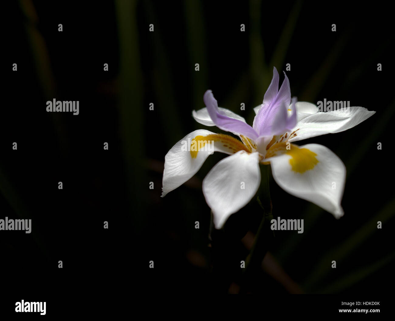 zufällige Pflanze, Blume, weiß, lila, gelb, dunkel Stockfoto