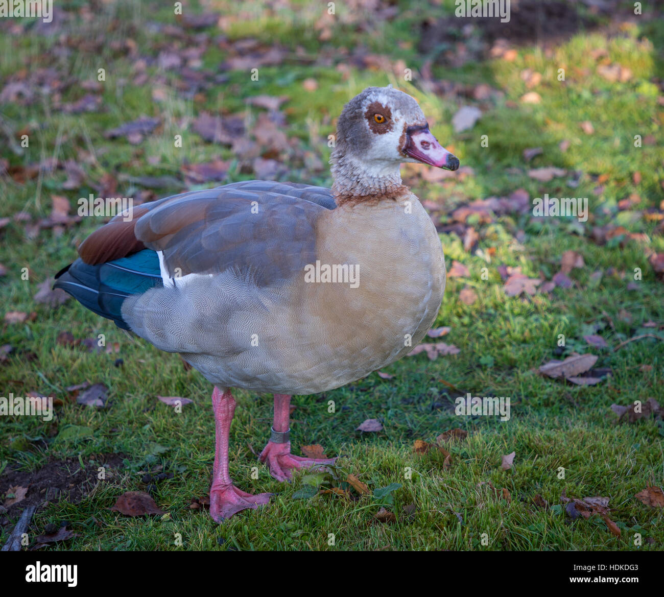 Nilgans in freier Wildbahn Stockfoto