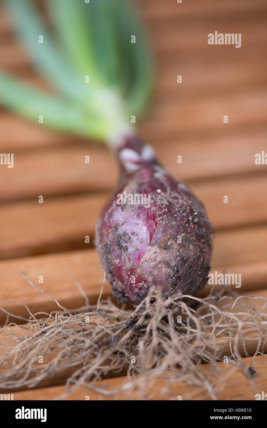 Roter Zwiebel auf Holztisch in Nahaufnahme. Frische Ernte aus Gemüsegarten. Stockfoto