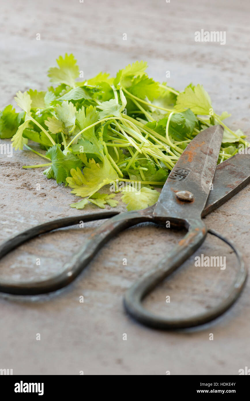 Koriander und Vintage Scheren. Frisch geschnittene Koriander auf steinernen Gartentisch. Grüne Bio-Kräuter. Stockfoto