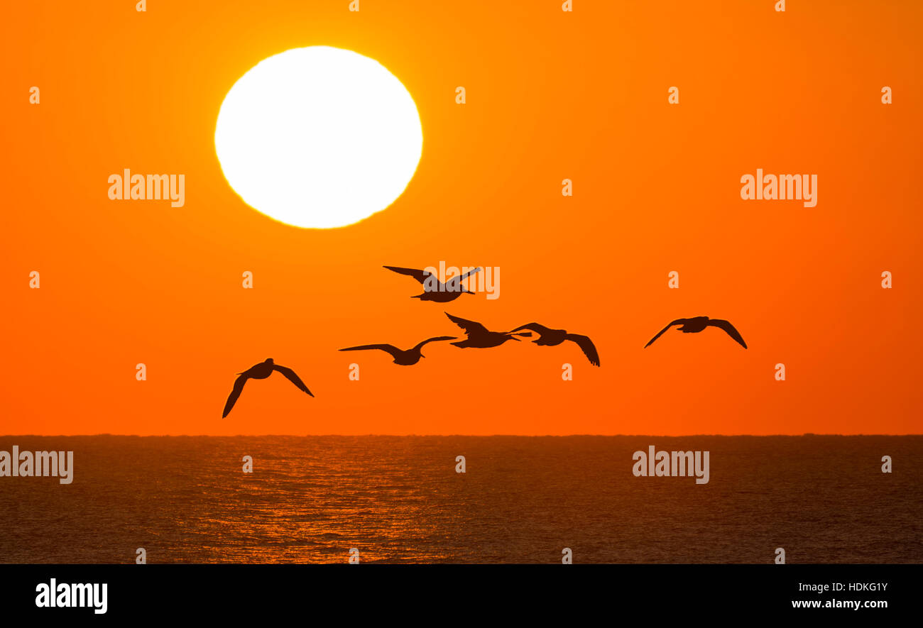 Silhouette der Vögel über das Meer fliegen wie die Sonne in West Sussex, England, UK. Stockfoto
