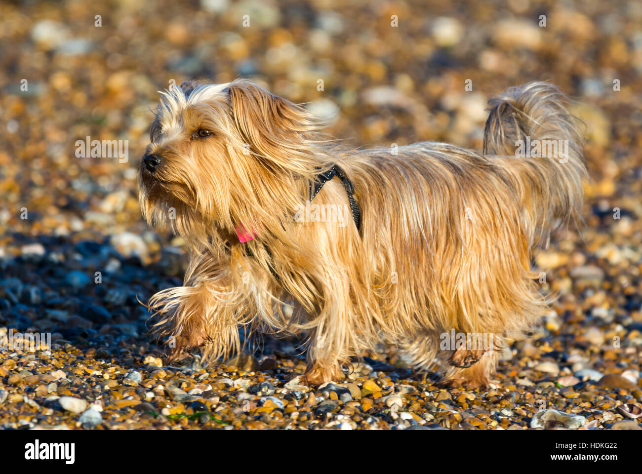 Yorkshire Terrier Hund am Strand laufen. Stockfoto