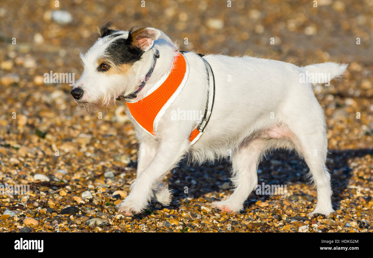 Jack Russell Terrier Hund. Weiß JRT Hund. Stockfoto