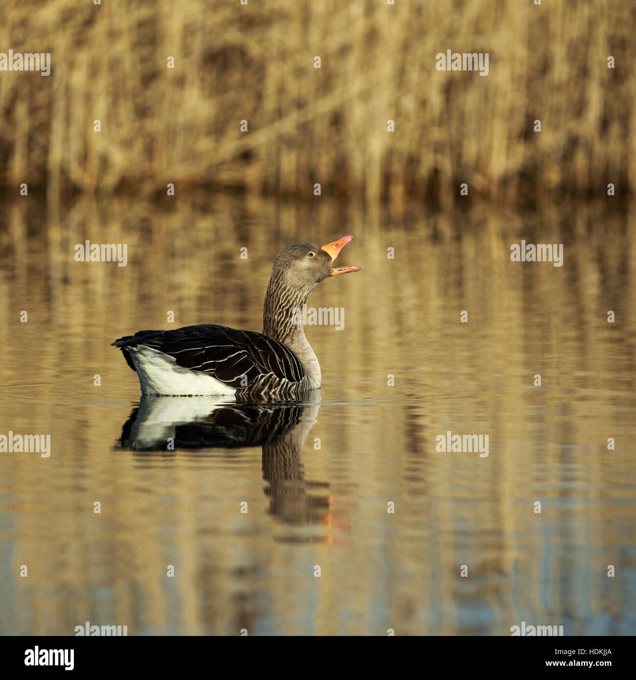 Graugans (Anser Anser) Gans Fairburn Ings, North Yorkshire, England. Stockfoto