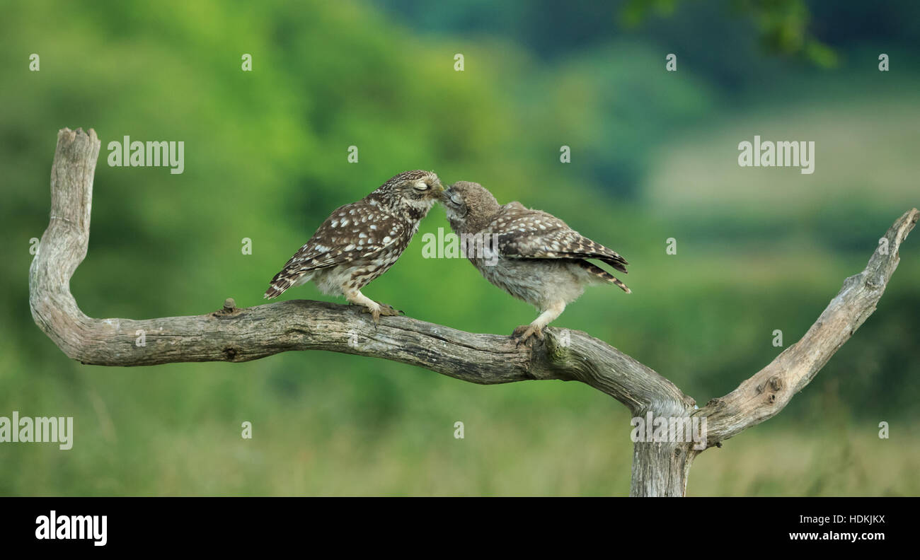 Steinkauz (Athene Noctua) North Yorkshire, England. Stockfoto