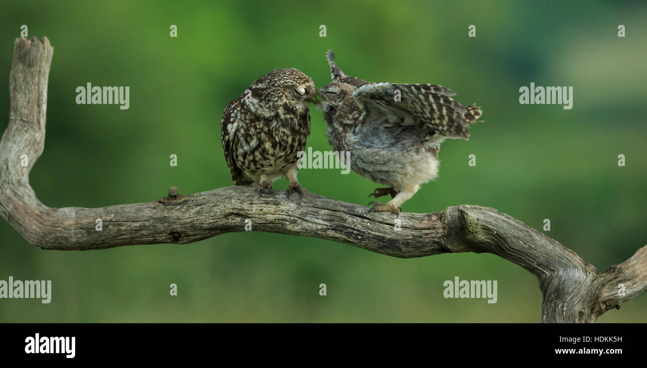 Steinkauz (Athene Noctua) North Yorkshire, England. Stockfoto