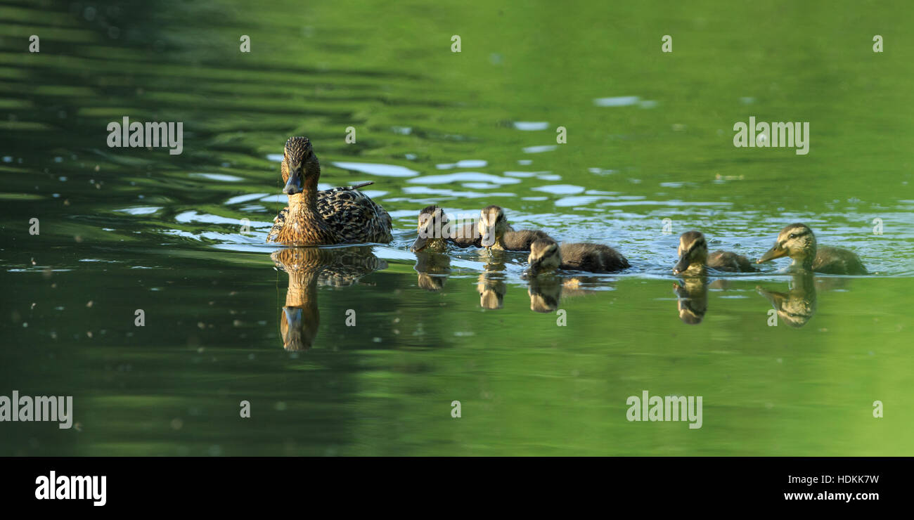 Weibliche Stockente mit Küken, Anas platyrhynchos Stockfoto