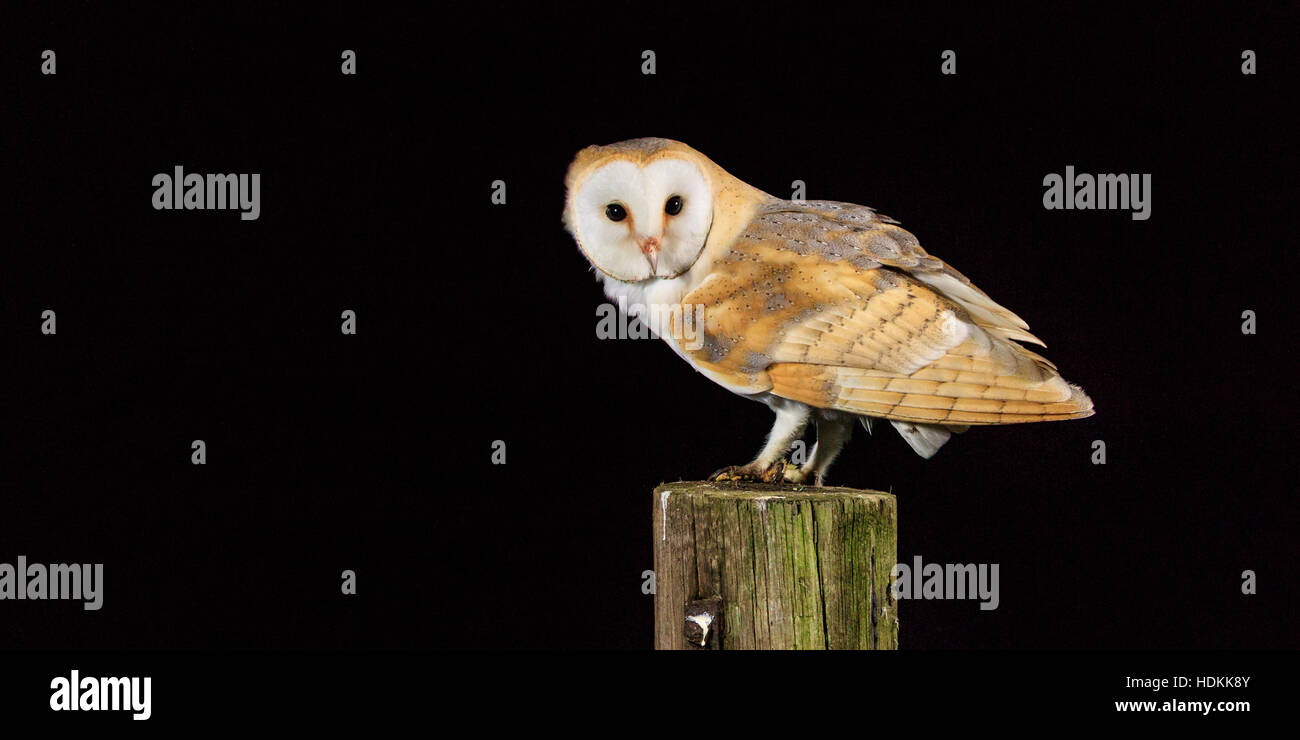 Schleiereule thront auf einem Pfosten Stockfoto