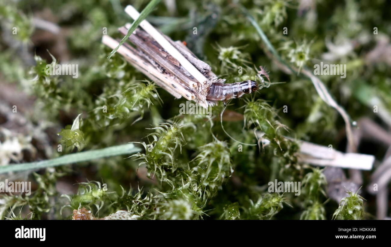 tierische Larve Trichoptera auf Moos Hintergrund Stockfoto