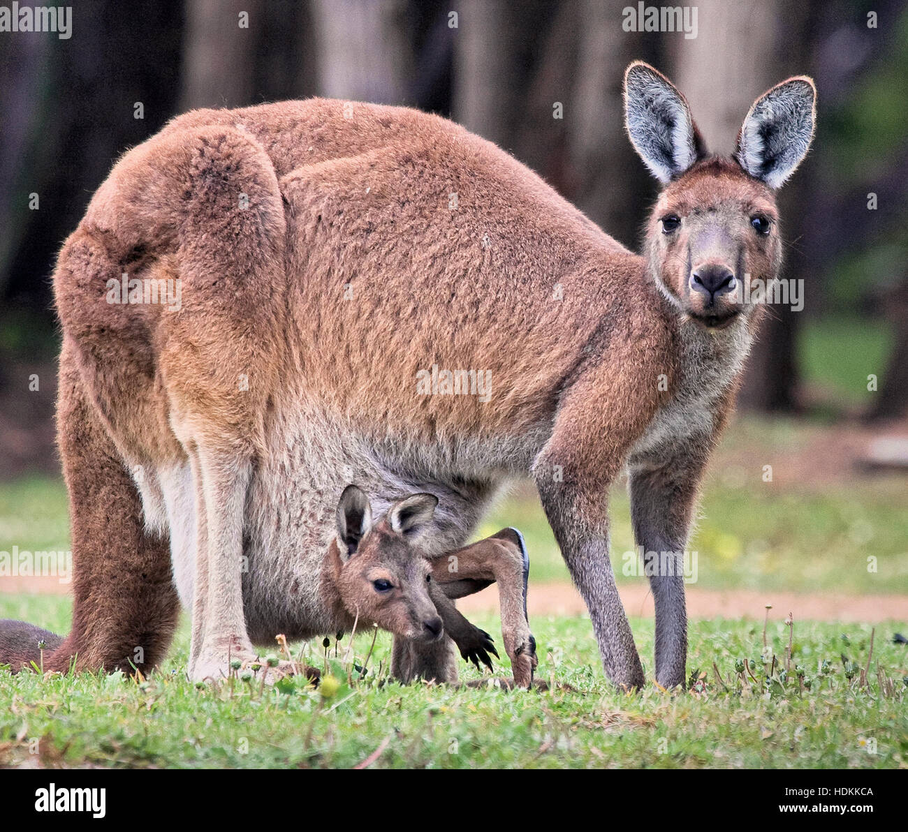 Westliche graue Känguru Macropus Fuliginosus mit Joey in ihrem Beutel in der Nähe von Albany in Westaustralien Stockfoto