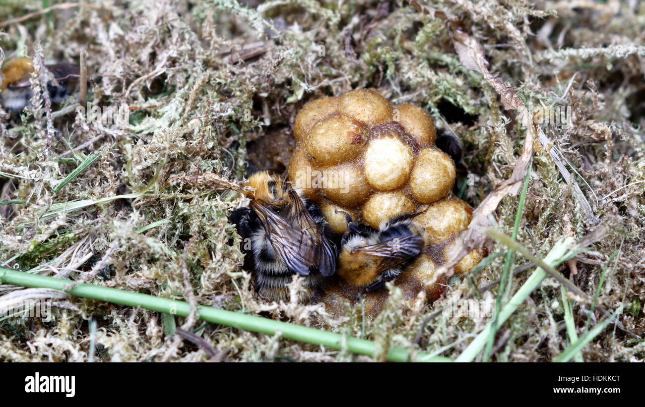 Hummel im Nest auf Moos Hintergrund Stockfoto