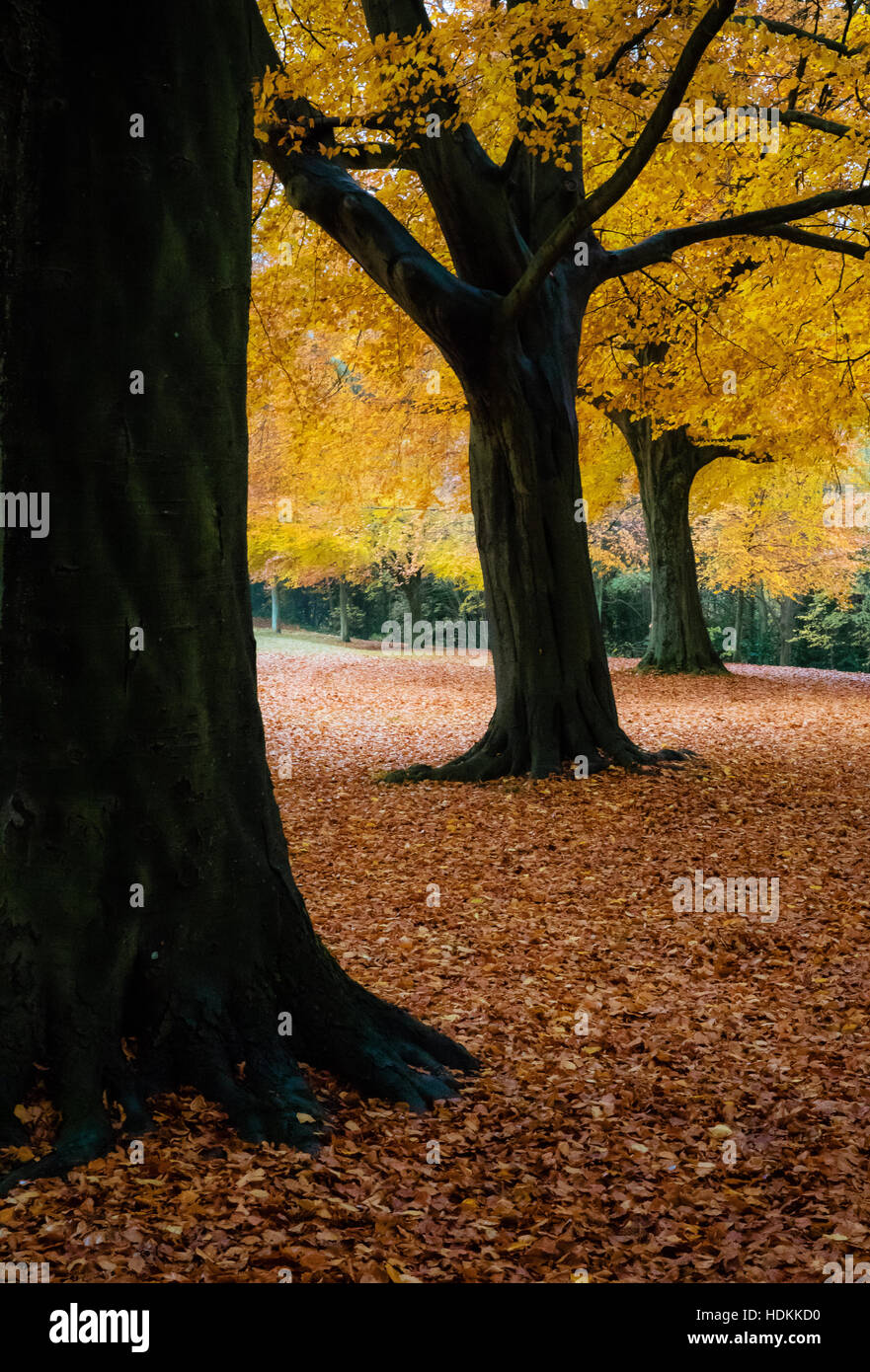Herbstfärbung der Buche (Fagus Sylvatica) an der Promenade in Clifton Bristol UK Stockfoto
