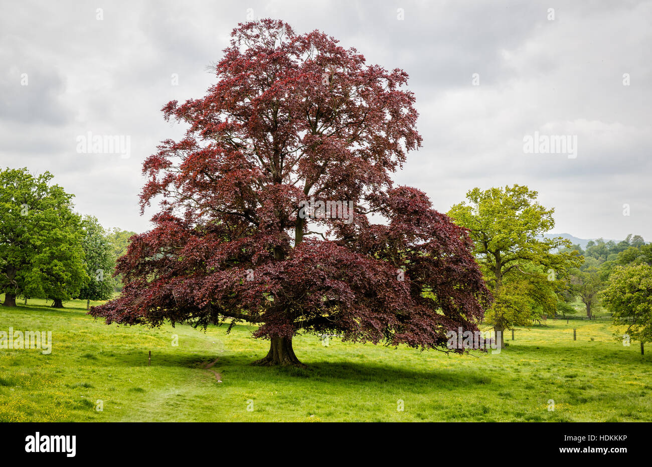 Blutbuche Fagus Sylvatica Purpurea wächst als Baum Probe in einer Parklandschaft in Oxfordshire UK Stockfoto