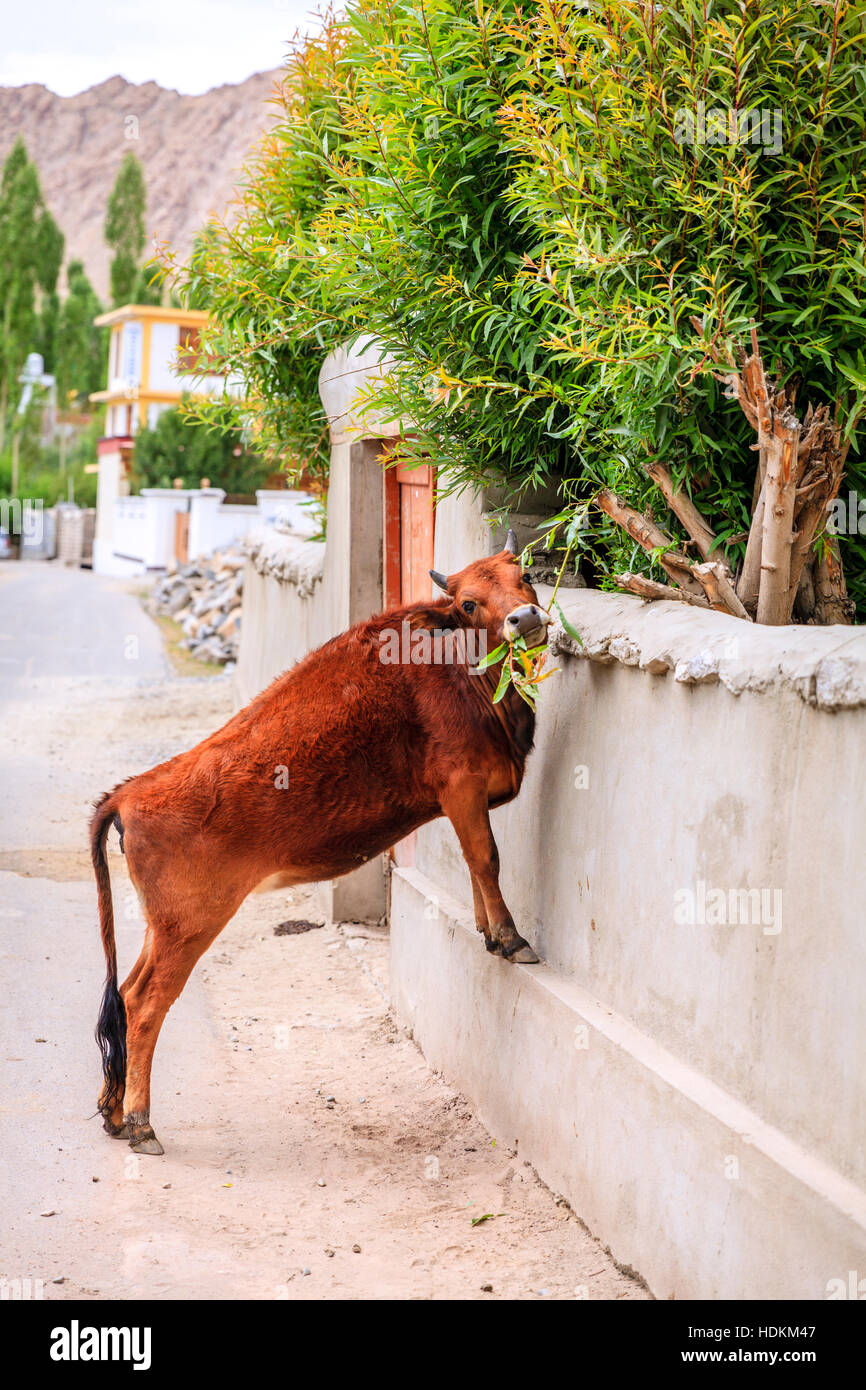 Kuh ist für grüne Zweige in einer Straße von Leh, Indien erreichen. Stockfoto