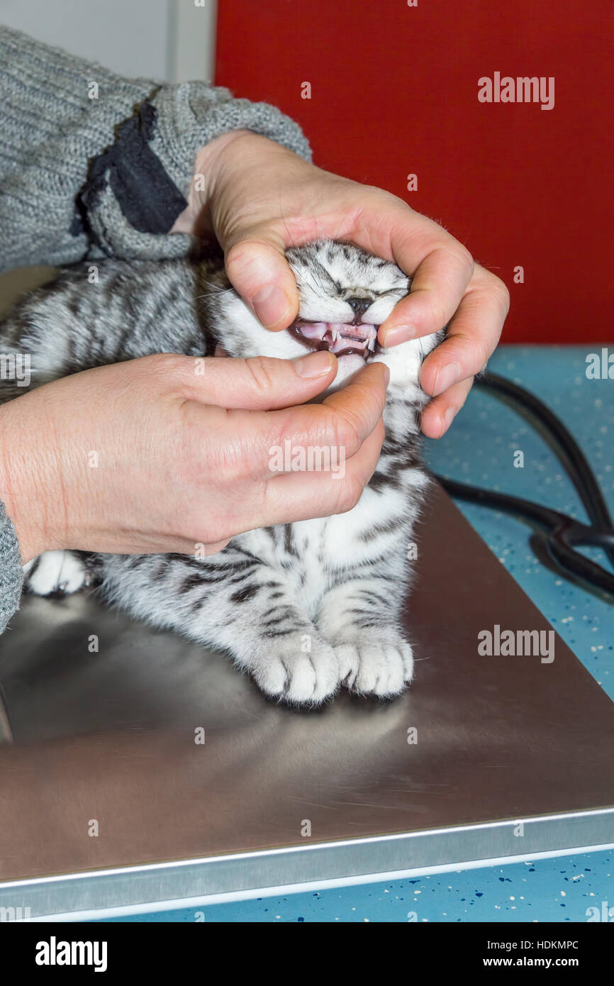 Tierarzt überprüft Zähne im Mund junge Katze Stockfoto