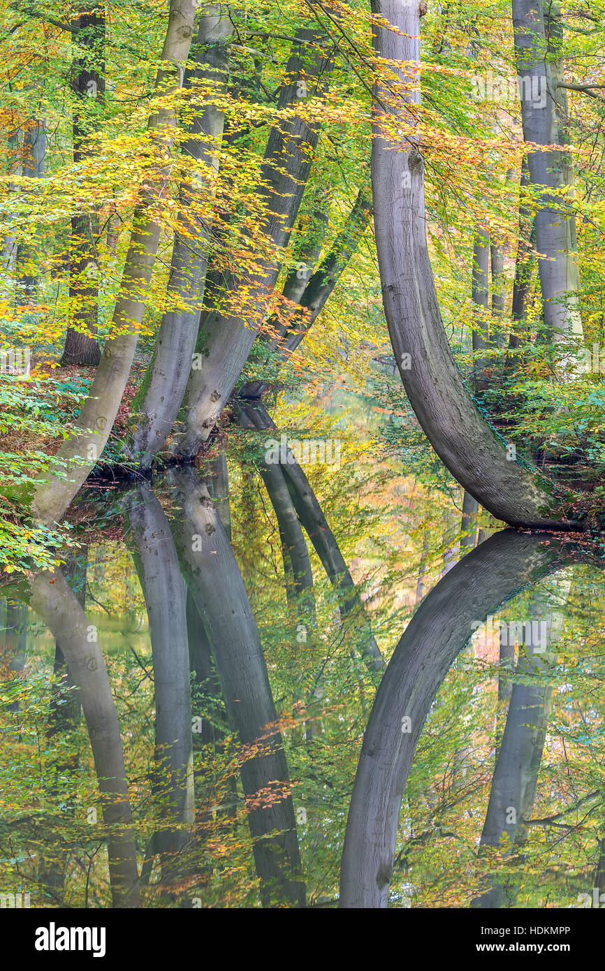 Herbst Baumstämme mit Spiegelbild im Europäischen Waldbach Stockfoto