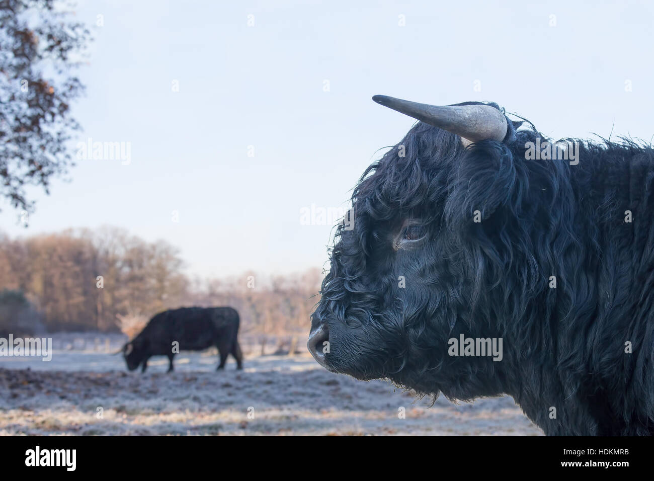 Leiter des schwarzen Stier schottische Highlander mit Kuh im Winter Wiese Stockfoto