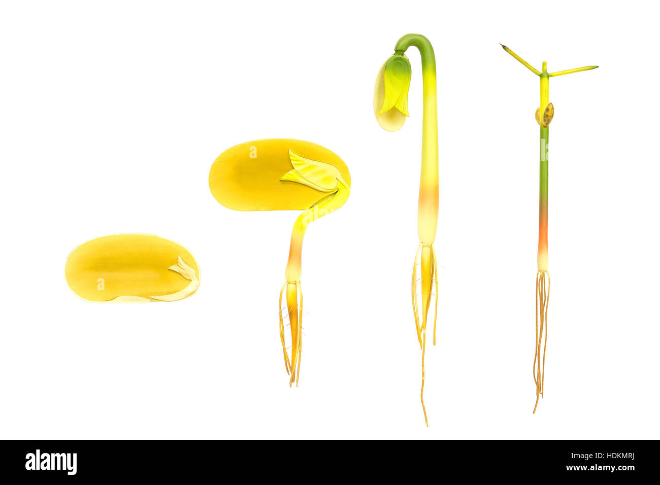 Lifecycle Keimung Bohne isoliert auf weißem Hintergrund für Bildung Stockfoto