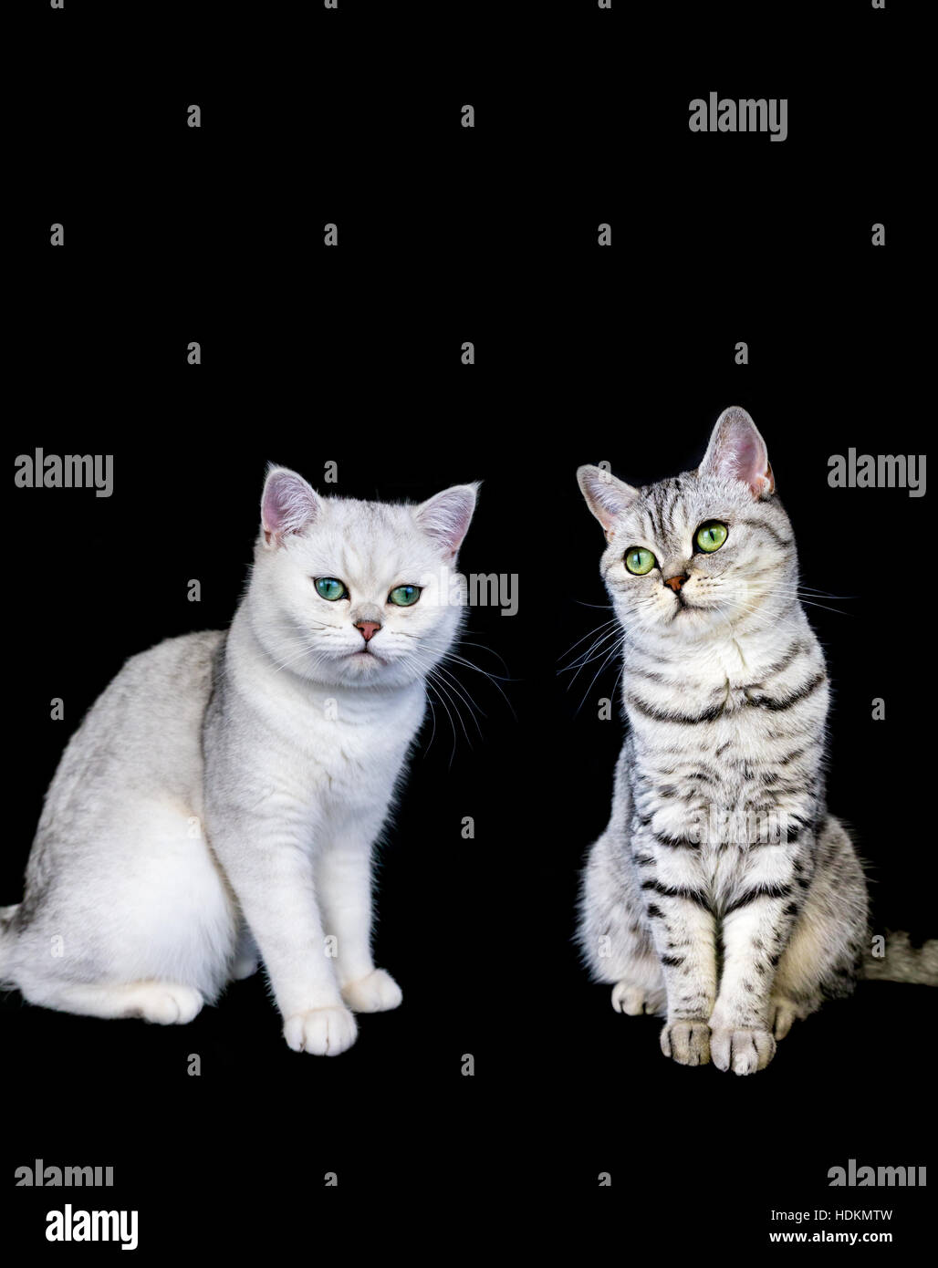 Zwei britische Kurzhaar Schwarz Silber Tabby und schattigen Katze auf schwarzem Hintergrund Stockfoto