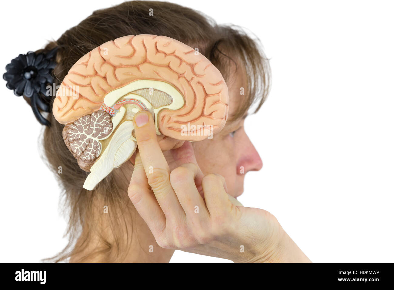 Frau hält Gehirn Modell gegen Kopf isoliert auf weißem Hintergrund Stockfoto