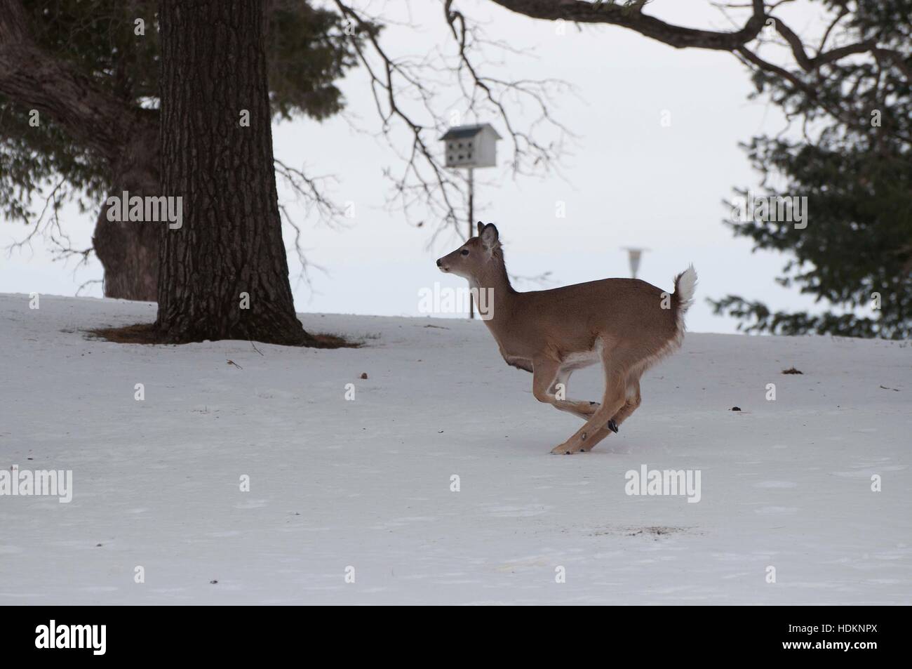 Weißwedelhirsche im Schnee in Decorah, Iowa, USA. Stockfoto