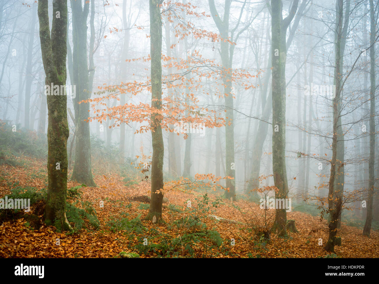 Nebligen Wald in Blackdown Wood in der Nähe von Hardys Mounment, Dorset, England, UK Stockfoto