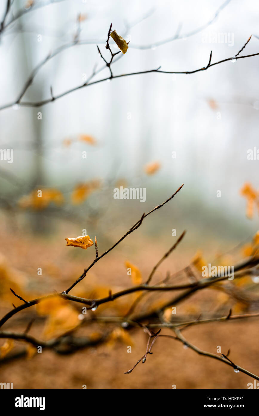 Nebligen Wald in Blackdown Wood in der Nähe von Hardys Mounment, Dorset, England, UK Stockfoto