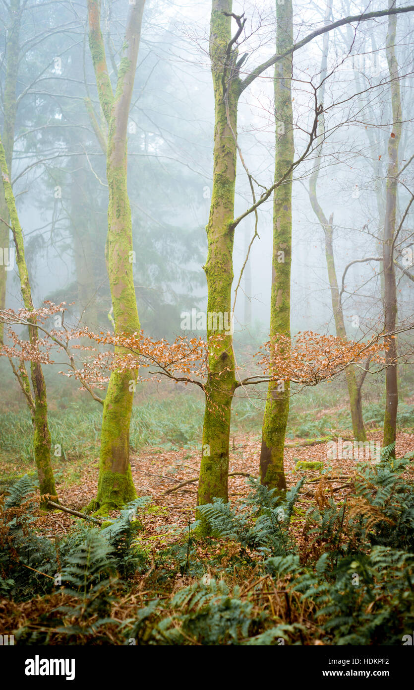 Nebligen Wald in Blackdown Wood in der Nähe von Hardys Mounment, Dorset, England, UK Stockfoto
