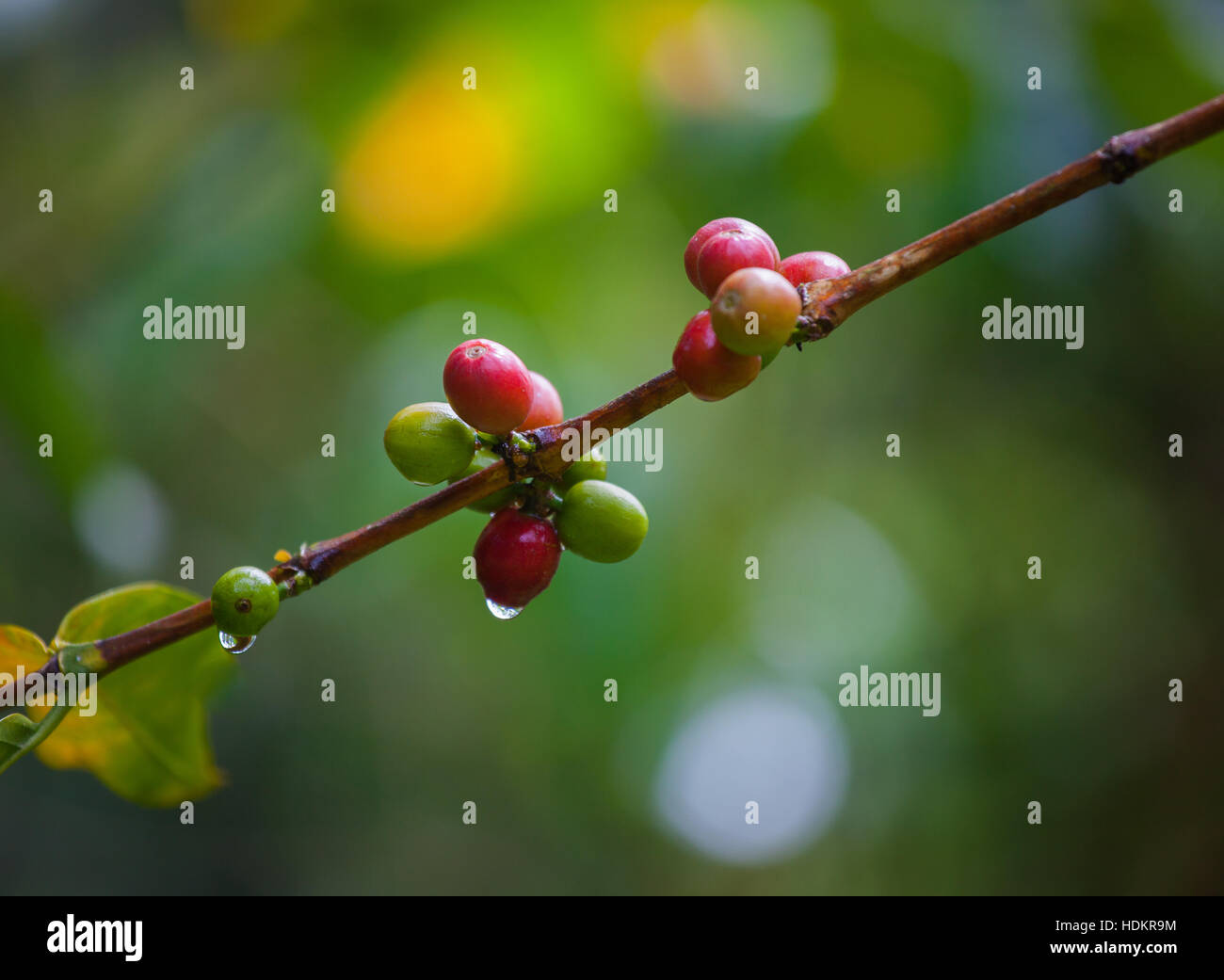 in den frühen Morgenstunden taufrischen Kaffeekirsche Stockfoto