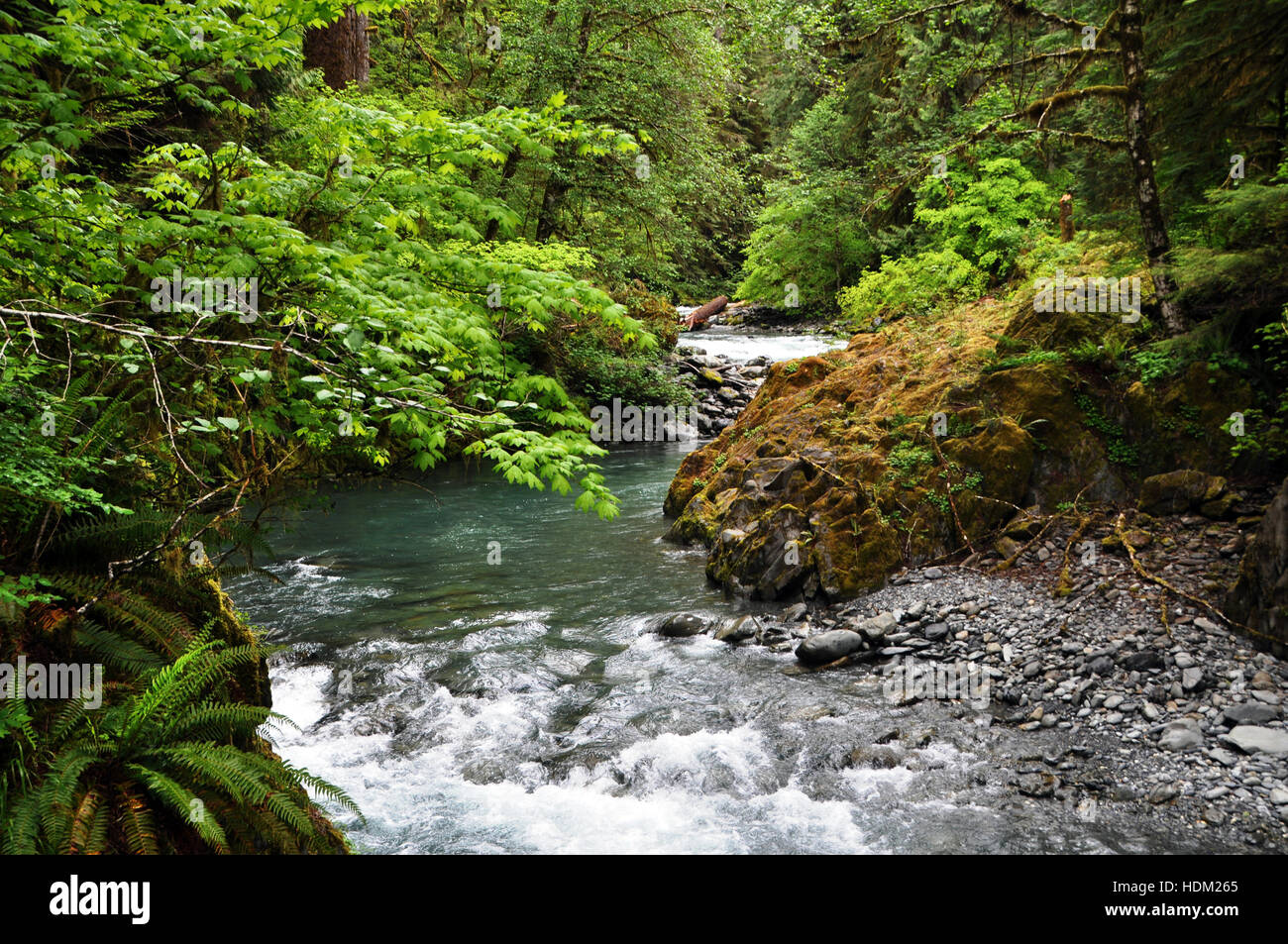 Rustler Creek, Quinault River Basin, Olympic Nationalpark, Washington, USA Stockfoto