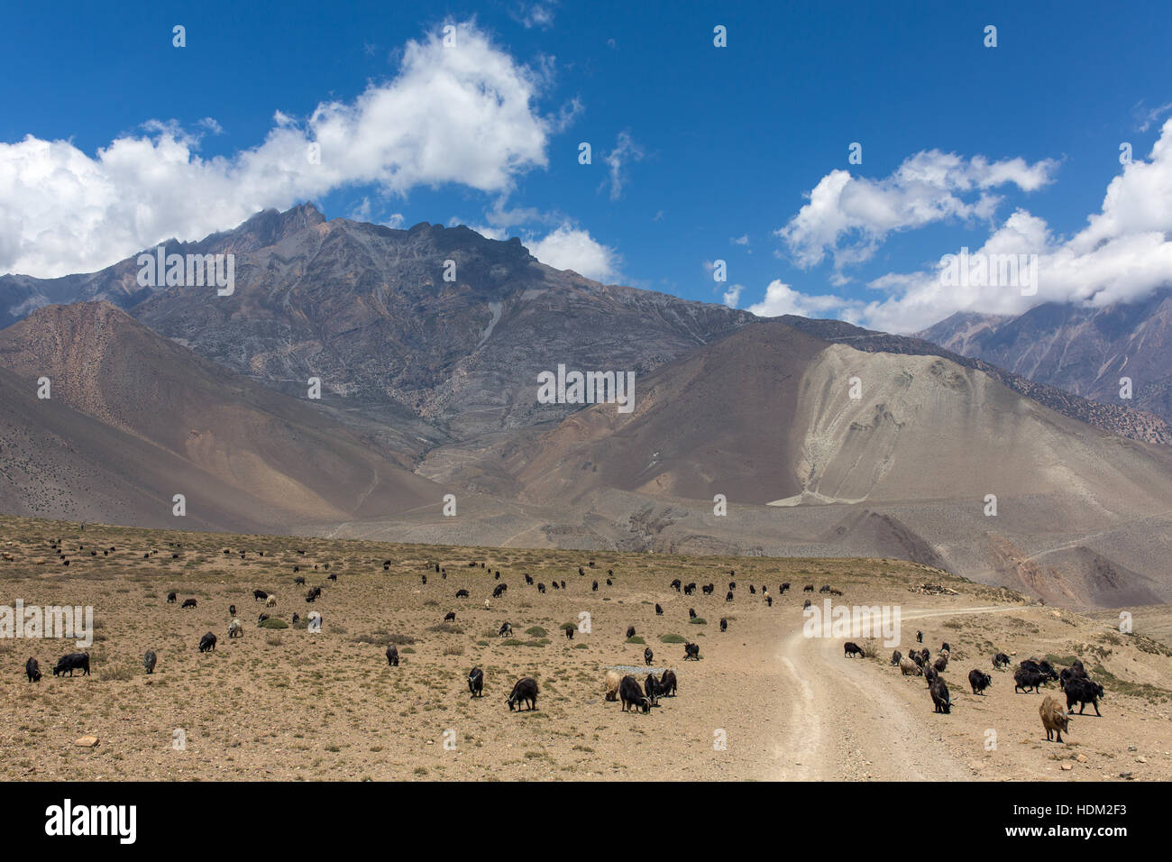Schöne Berglandschaft mit weidenden Ziegen auf dem Weg von Muktinath nach Kagbeni im unteren Mustang District, Nepal. Stockfoto