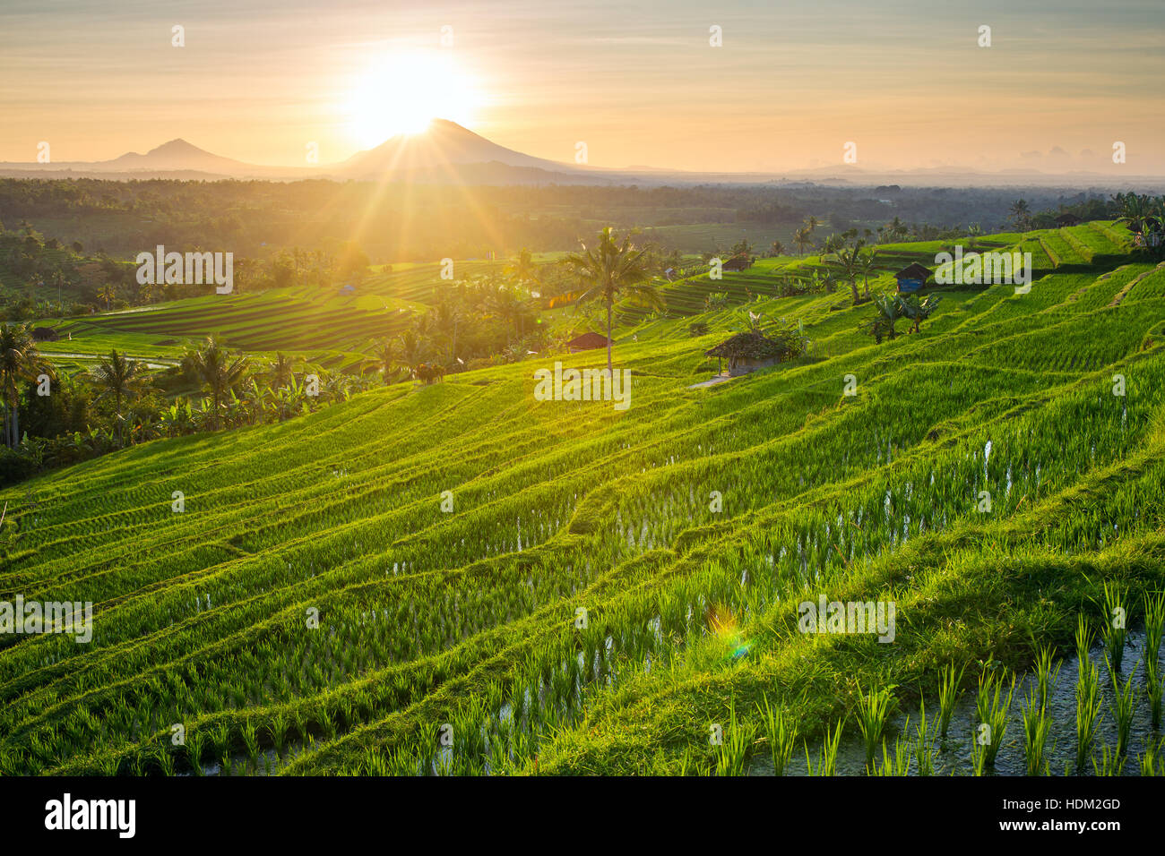 Schönen Sonnenaufgang über die Jatiluwih Reis-Terrassen in Bali, Indonesien Stockfoto