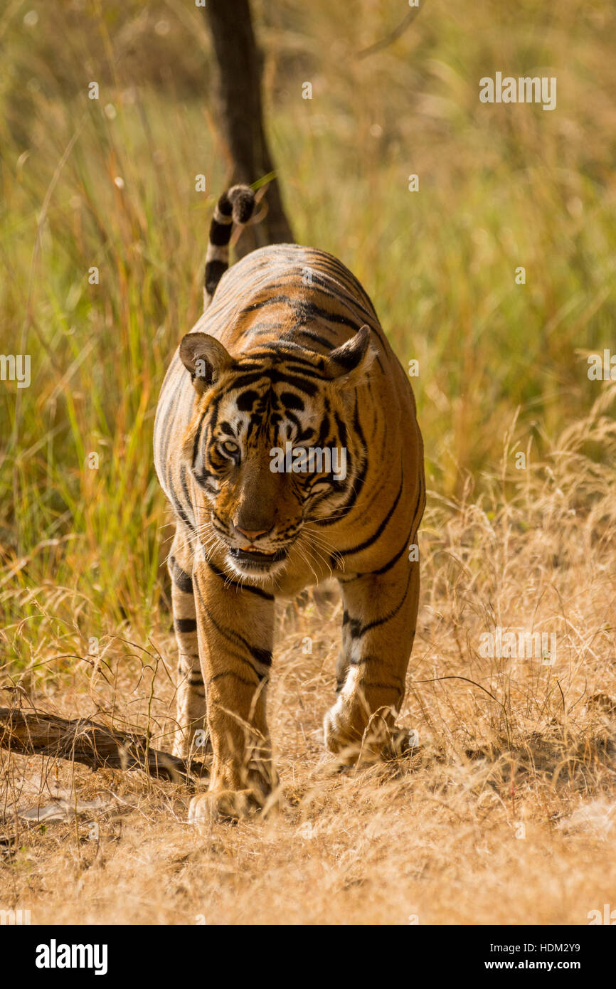 Bengal Tiger (PACMAN) im morgendlichen Sonnenlicht an einem nebligen Tag zu Fuß in Richtung See Stockfoto