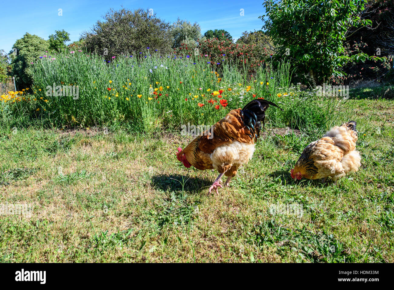 Freilaufenden Hühnern in einer Frühlingswiese Stockfoto