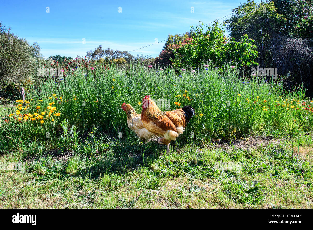 Freilaufenden Hühnern in einer Frühlingswiese Stockfoto
