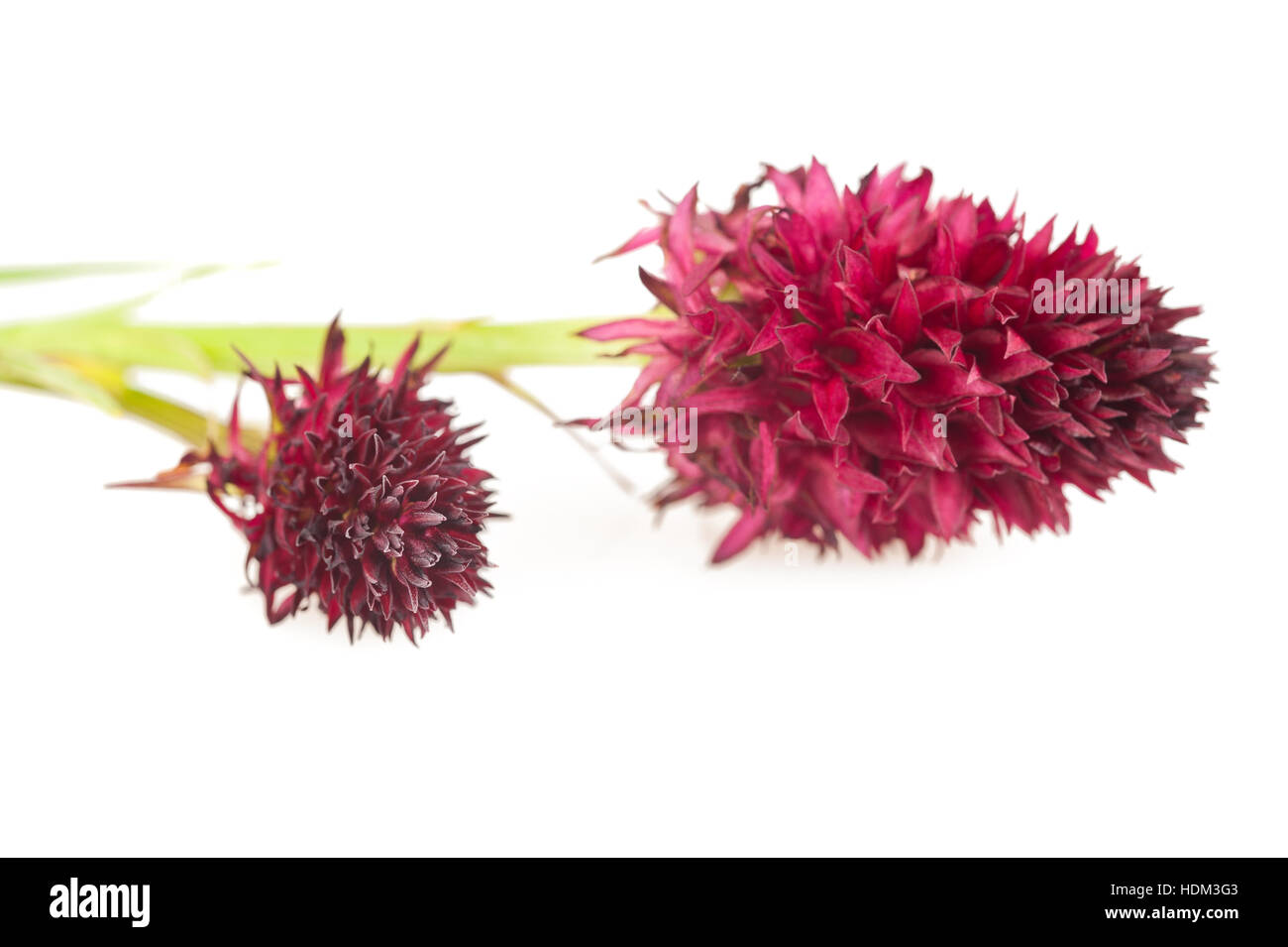 Alpenflora - schwarze Vanille Orchidee (Kohlröschen Nigra) Stockfoto