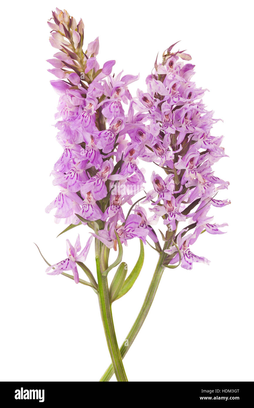 Gemeinsame gefleckte Orchidee - Dactylorhiza fushsii Stockfoto