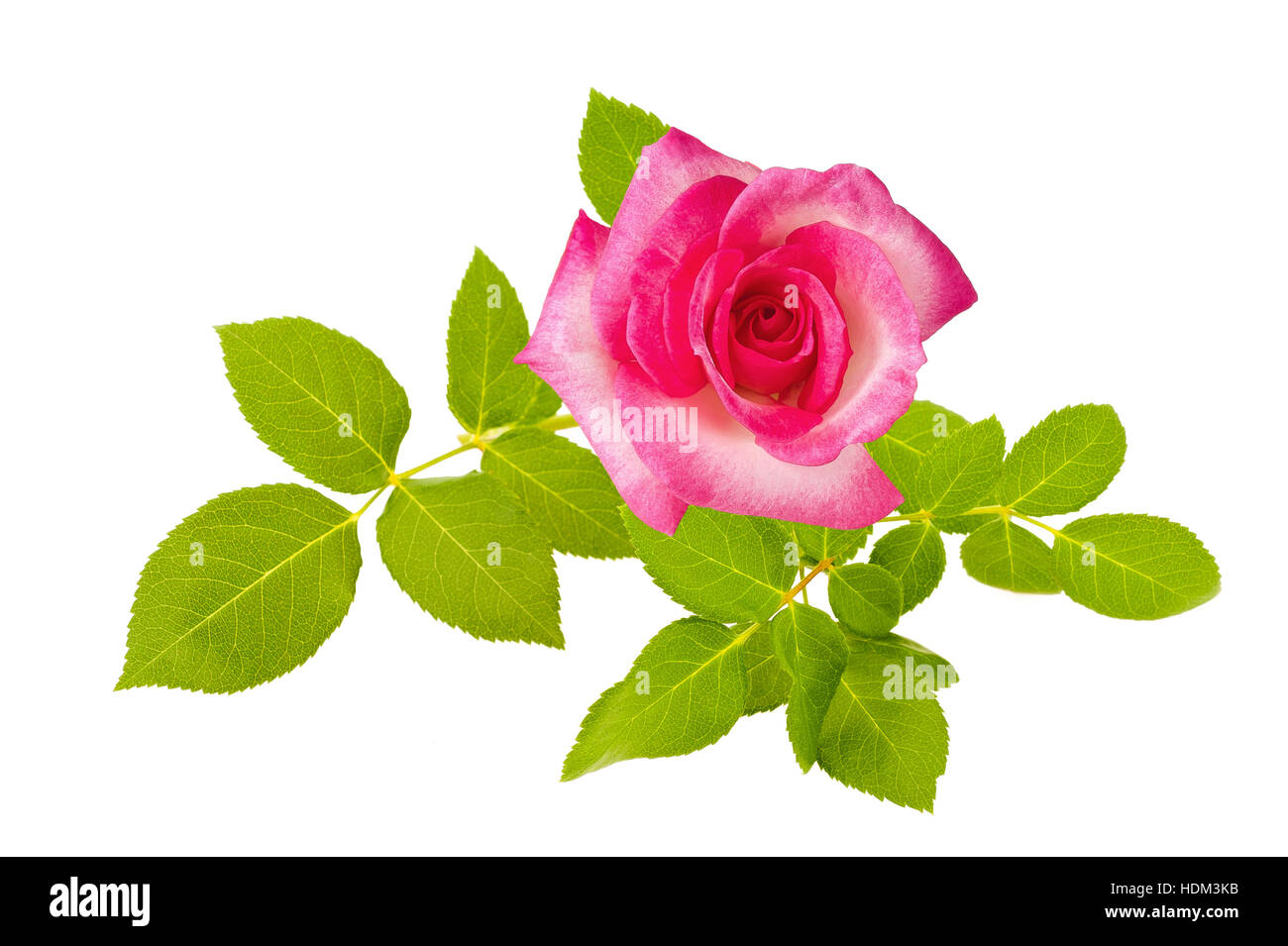 Rosa Rose isoliert auf weiss Stockfoto