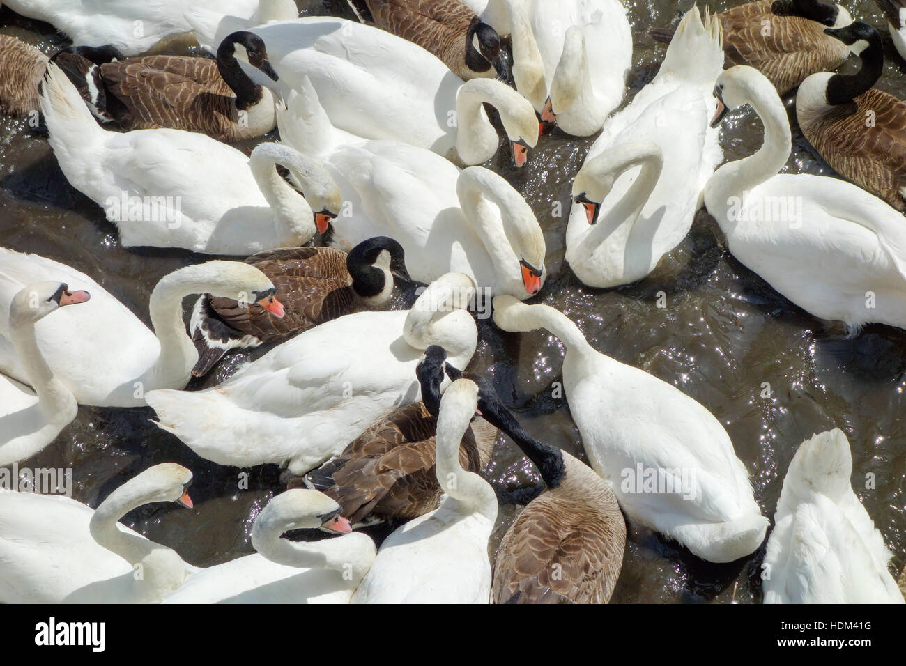 Höckerschwäne und Kanadagänse betreiben ein gefundenes Fressen am Fluss Avon, Warwickshire, England, UK Stockfoto