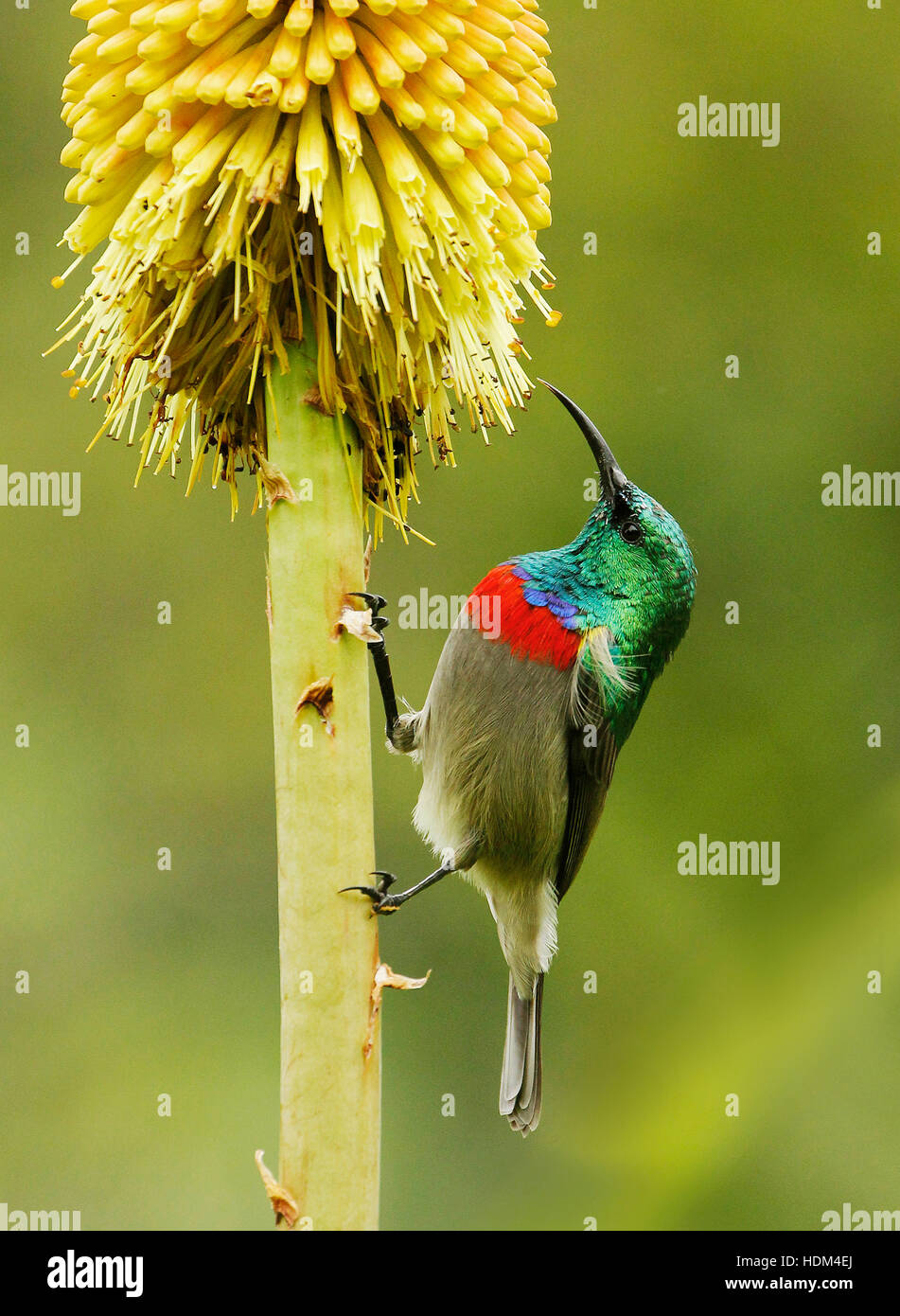 Ein männlicher südlicher Doppelkolbenvogel, der im Kirstenbosch National Botanical Garden in Kapstadt füttert. Stockfoto