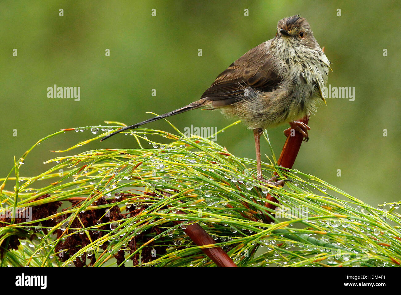 Ein Karroo Prinia gefangen in eine Sommerdusche im Kirstenbosch National Botanical Gardens. Stockfoto